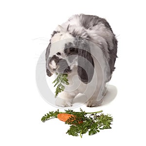 Cute Bunny Rabbit eating carrot and greens