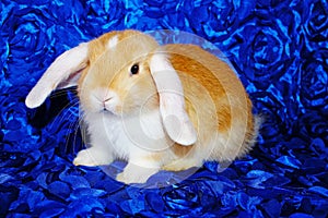 Cute bunny rabbit kit on colorful studio background