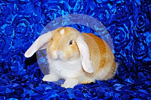 Cute bunny rabbit kit on colorful studio background