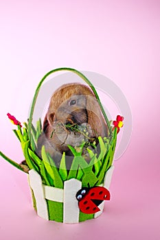 Cute bunny rabbit kit on colorful studio background