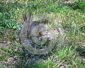 Cute Bunny Rabbit with Purple Flowers at Aztec Ruins