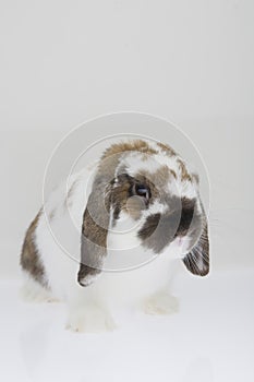A cute bunny rabbit on white background