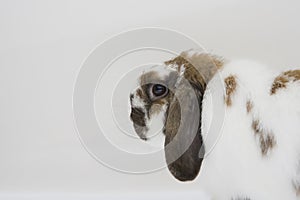 A cute bunny rabbit on white background