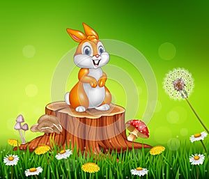 Cute bunny on tree stump grass background