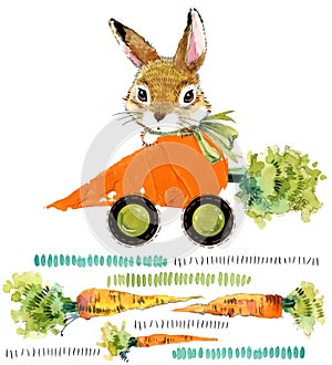 Cute bunny. wild rabbit. watercolor carrot illustration.