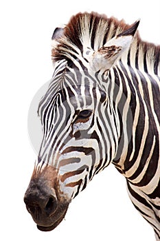 Cute burchell zebra head on white photo