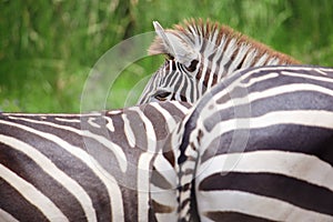 Cute burchell zebra from a safari zoo photo