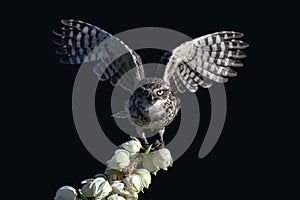 Cute Burrowing owl Athene cunicularia on a beautiful white flowers. Isolated on a dark background.