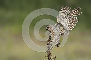 Cute Burrowing owl Athene cunicularia sitting on a plant with Wings Spread. Burrowing Owl alert on post. Green summer background