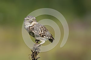 Cute Burrowing owl Athene cunicularia sitting on a plant with Wings Spread. Burrowing Owl alert on post. Green summer background