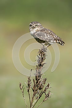 Cute Burrowing owl Athene cunicularia sitting on a plant with Wings Spread. Burrowing Owl alert on post. Green summer background