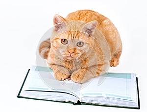 Cute business cat reading notebook