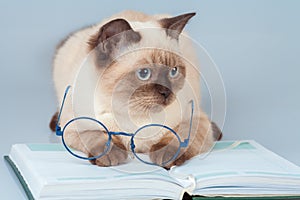 Cat with glasses lying on the book