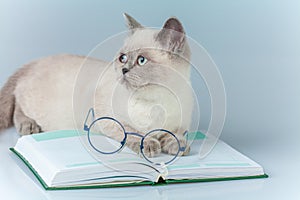 Clever cat with glasses, lying on the book