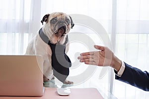 Cute business pug dog with necktie ignore to handshake with young handsome business man. Animal face expression emotions. Boring