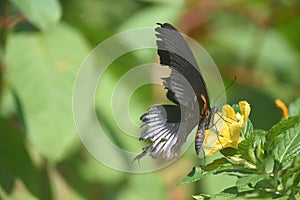 Cute butterfly collecting nectar from a yellow flower