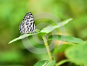 Cute butterfly in green background