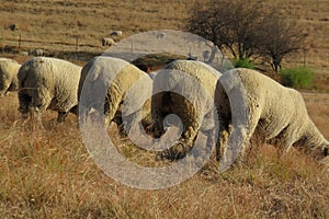 A cute buttocks photo of the rear view of beige sheep grazing on brown grass