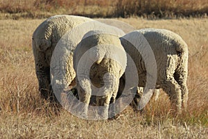 A cute buttocks photo of the rear view of three beige sheep grazing on brown grass with their cute tails facing the camera