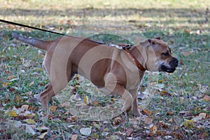 Cute ca de bou puppy is playing on a autumn meadow. Majorca mastiff or majorcan bulldog. Pet animals. photo