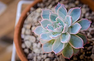 Cute cactus plant with high angle view