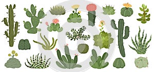 Cute cactus and succulents with flowers, exotic desert plants. Spiky succulent with flowering blossom, home decor