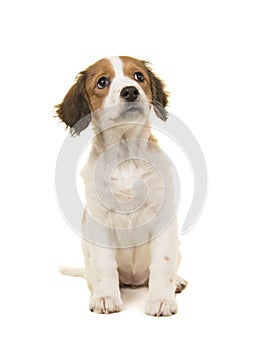 Cute caging dog puppy sitting and looking up