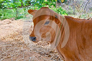 Cute Calf Face Close Up In A Cow Shed.