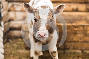 Cute calf on the farm