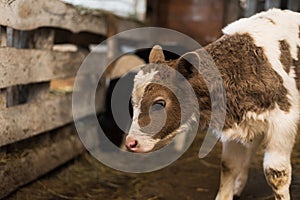 Cute calf on the farm.