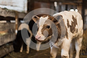 Cute calf on the farm.