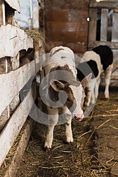 Cute calf on the farm.