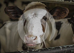 The calf at a dairy farm