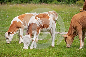 Cute calf grazing in pasture. Animal husbandry and cattle livestock concept