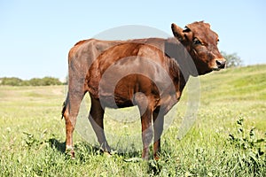 Cute calf on green pasture. Animal husbandry