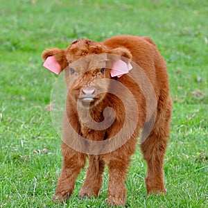 Cute calf of highland cattle