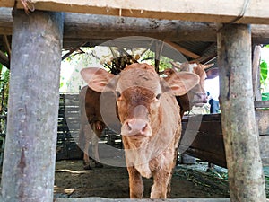 a cute calf with its mother in wooden corral in village with gawking expression into lens