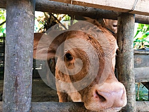 a cute calf with its mother in wooden corral in village with gawking expression into lens