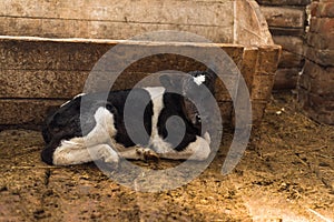 Cute calf looks into the object.