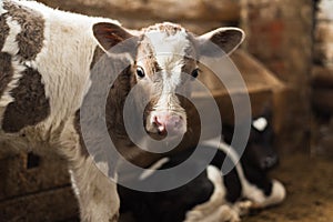 Cute calf looks into the object.