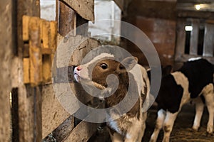 Cute calf looks into the object.