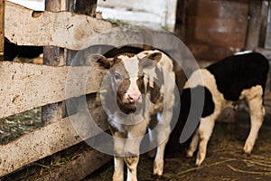 Cute calf looks into the object.