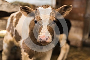 Cute calf looks into the object.