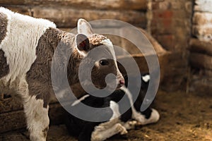 Cute calf looks into the object.