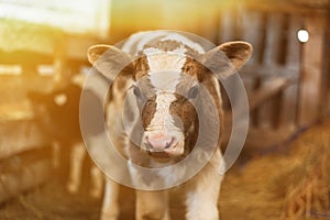 Cute calf looks into the object. A cow stands inside a ranch next to hay and other calves