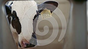 Cute calf muzzle waiting food in farm closeup. Young cow living cowshed.