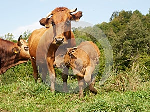 cute calf next to mum cow in a meadow