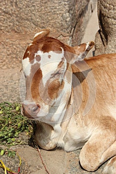 Cute calf resting in sunshine