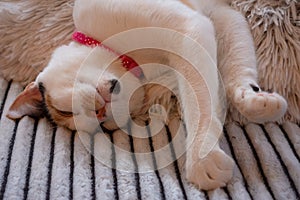 Cute calico cat laying upside down