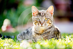 Cute calico cat lying on the grass